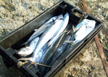 Trinidad and Tobago prepares to replace 104 year-old Fisheries Act