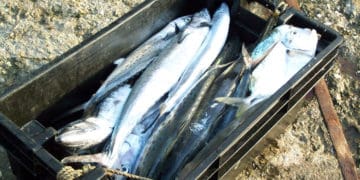 Trinidad and Tobago prepares to replace 104 year-old Fisheries Act