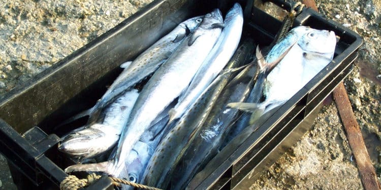 Trinidad and Tobago prepares to replace 104 year-old Fisheries Act