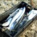 Trinidad and Tobago prepares to replace 104 year-old Fisheries Act