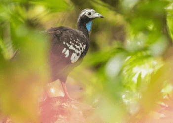 Three Species Found Only In T&T We Must Protect