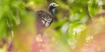 Three Species Found Only In T&T We Must Protect