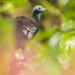 Three Species Found Only In T&T We Must Protect