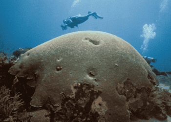 Protecting Buccoo Reef Requires Collective Action