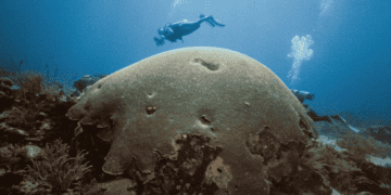 Protecting Buccoo Reef Requires Collective Action