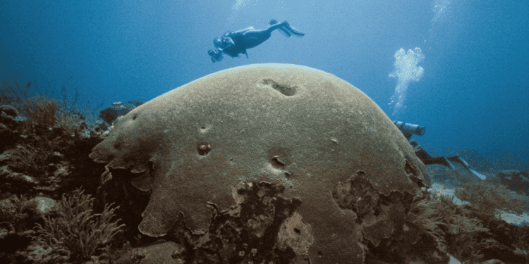 Protecting Buccoo Reef Requires Collective Action