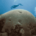 Protecting Buccoo Reef Requires Collective Action
