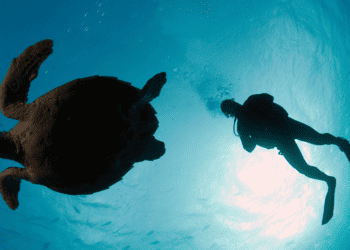 Environmental Projects Underway As Green Fund Disburses 2020 Grants