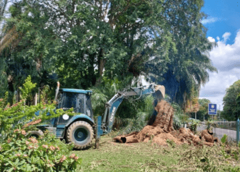 Vandals Torch 110-Year-Old Tree In Botanic Gardens