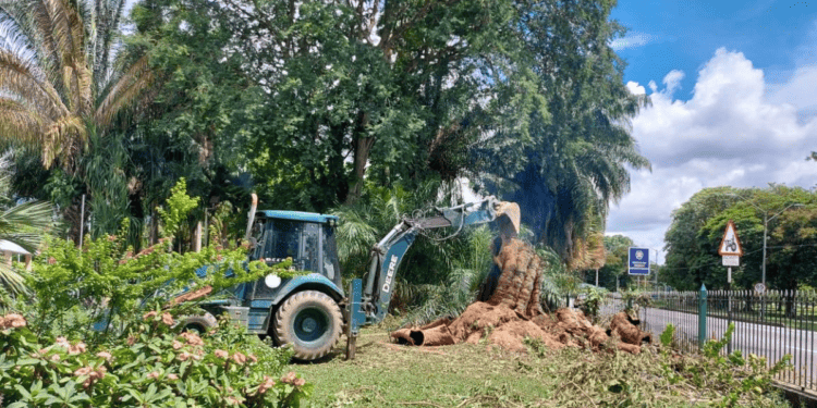 Vandals Torch 110-Year-Old Tree In Botanic Gardens