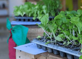 Eco-Friendly Christmas Pop-Up Shop Seeks To Change Gift Culture