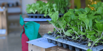 Eco-Friendly Christmas Pop-Up Shop Seeks To Change Gift Culture