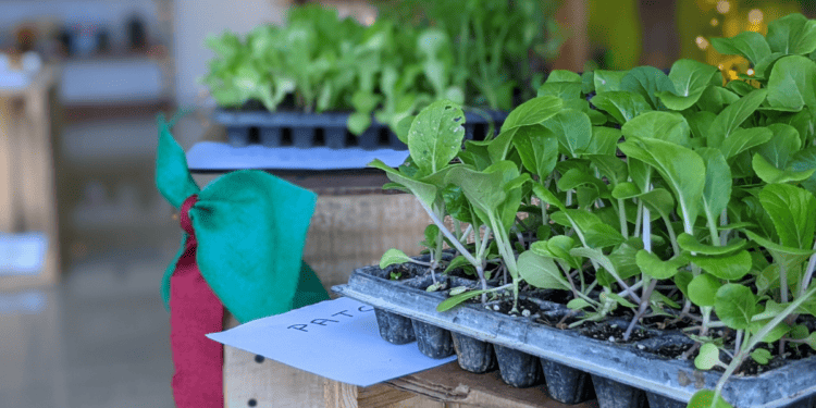 Eco-Friendly Christmas Pop-Up Shop Seeks To Change Gift Culture