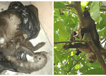 Activist Rescues Injured Monkey, Learns Ugly Truth About Illegal Wildlife Trade
