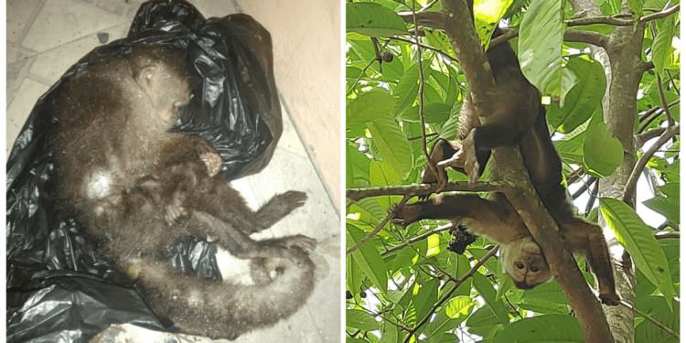 Activist Rescues Injured Monkey, Learns Ugly Truth About Illegal Wildlife Trade
