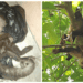 Activist Rescues Injured Monkey, Learns Ugly Truth About Illegal Wildlife Trade