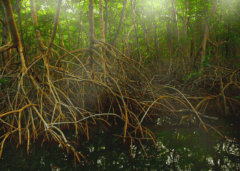 New Book Celebrates Mangroves In T&T As Nature-Based Solution To Climate Change