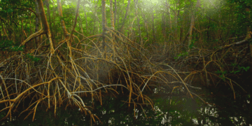 New Book Celebrates Mangroves In T&T As Nature-Based Solution To Climate Change