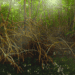New Book Celebrates Mangroves In T&T As Nature-Based Solution To Climate Change