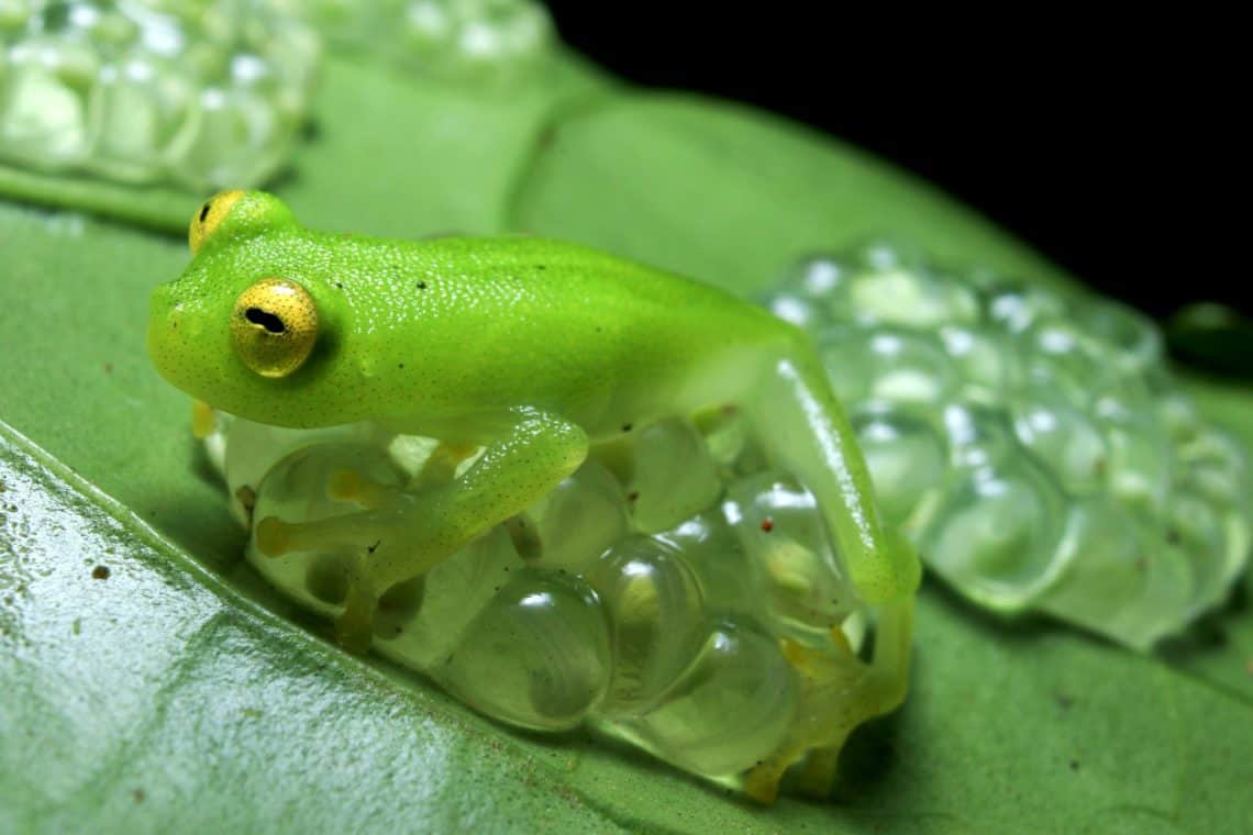 the-forests-of-trinidad-and-tobago-come-alive-at-night-cari-bois