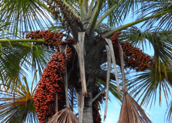 Moriche-palm-in-the-Aripo-Savannas-Copy