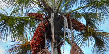 Moriche-palm-in-the-Aripo-Savannas-Copy