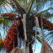Moriche-palm-in-the-Aripo-Savannas-Copy