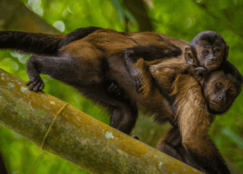 The Wild Trade in Wildlife – A Dangerous Experiment for the Forests of Trinidad and Tobago