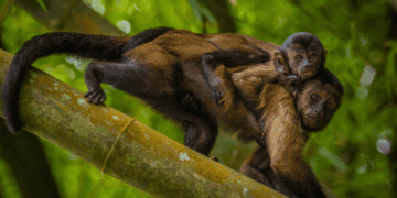 The Wild Trade in Wildlife – A Dangerous Experiment for the Forests of Trinidad and Tobago