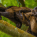 The Wild Trade in Wildlife – A Dangerous Experiment for the Forests of Trinidad and Tobago