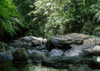 The Hidden Value of Forests