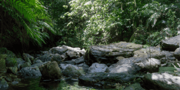 The Hidden Value of Forests
