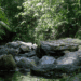 The Hidden Value of Forests