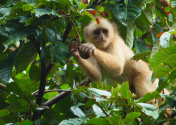 White-fronted capuchin feeding in tree canopy Photo by Quentin Questel, used with permission