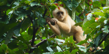 White-fronted capuchin feeding in tree canopy Photo by Quentin Questel, used with permission