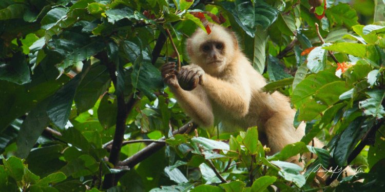 White-fronted capuchin feeding in tree canopy Photo by Quentin Questel, used with permission