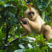 White-fronted capuchin feeding in tree canopy Photo by Quentin Questel, used with permission