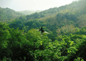 Nature Does Not Do Monoculture – She Demands Biodiversity