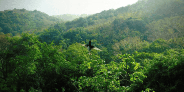 Nature Does Not Do Monoculture – She Demands Biodiversity