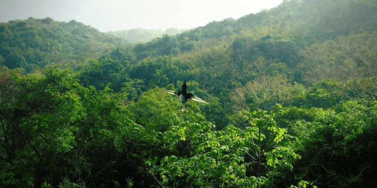 Nature Does Not Do Monoculture – She Demands Biodiversity