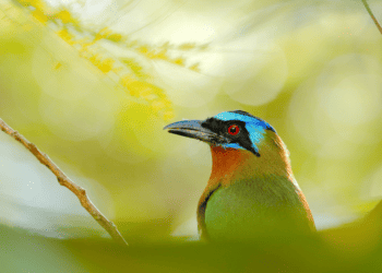Two Tiny Islands Teeming With Biodiversity–Trinidad and Tobago