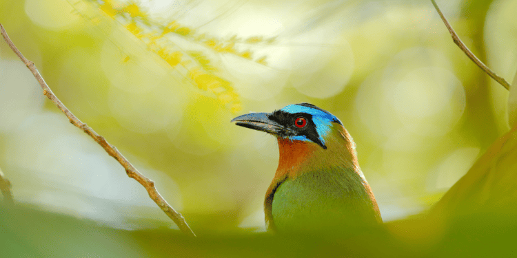 Two Tiny Islands Teeming With Biodiversity–Trinidad and Tobago
