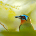 Two Tiny Islands Teeming With Biodiversity–Trinidad and Tobago