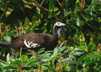 The Marvelous and Multifaceted Forests of the Caribbean