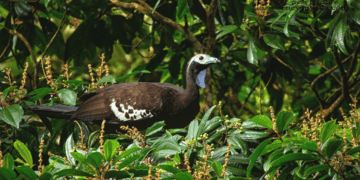 The Marvelous and Multifaceted Forests of the Caribbean