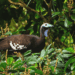 The Marvelous and Multifaceted Forests of the Caribbean