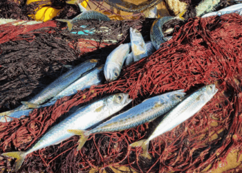 caught Mackerel caught in a fishing net in the fishing net on the beach