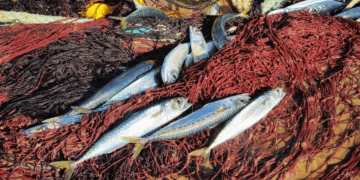 caught Mackerel caught in a fishing net in the fishing net on the beach
