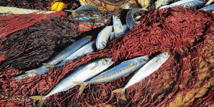 caught Mackerel caught in a fishing net in the fishing net on the beach
