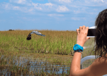 Woman Taking picture of Great Blue Heron with a smart phone in the Florida Everglades [jjneff Getty Images Signature © CANVA]